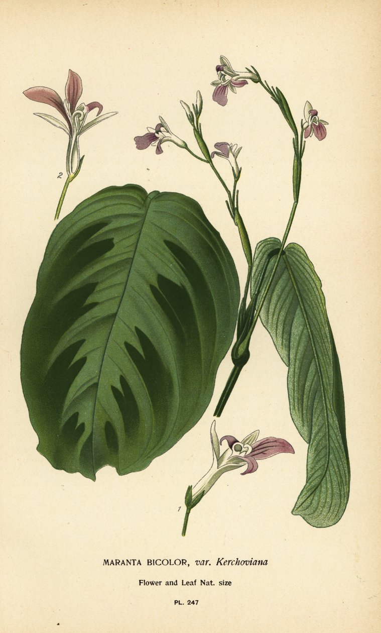 Biddende plant, Maranta leuconeura (Maranta bicolor var. Kerchoviana) door Désiré Georges Jean Marie Bois