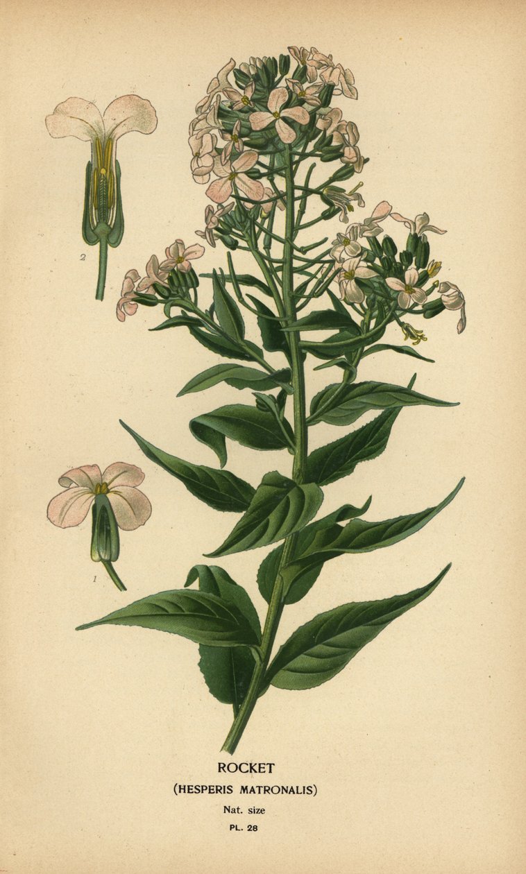 Damastbloem, Hesperis matronalis door Désiré Georges Jean Marie Bois
