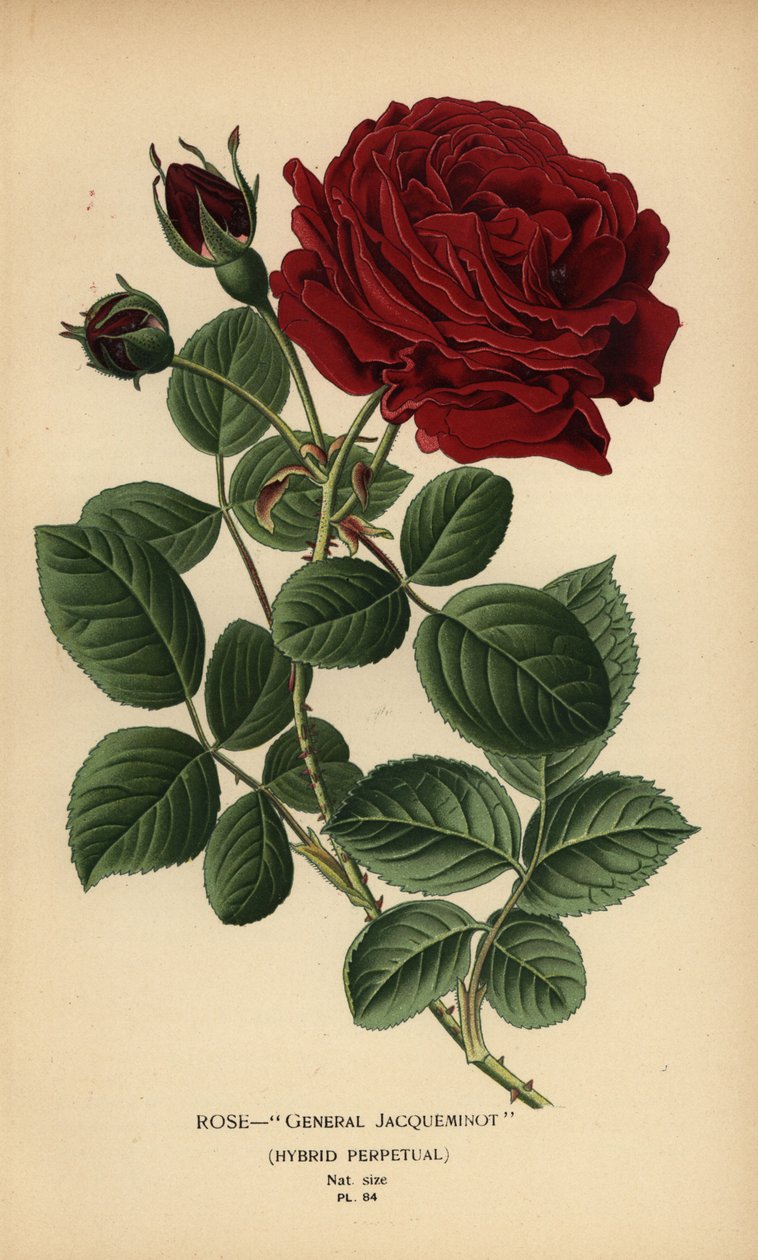 Roos General Jacqueminot, hybride perpetual door Désiré Georges Jean Marie Bois