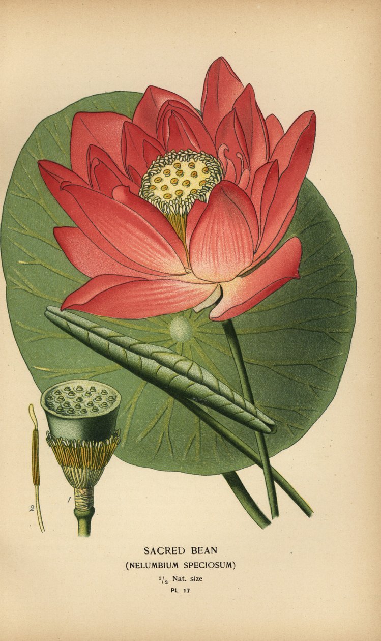 Heilige lotus of Indiase lotus, Nelumbo nucifera door Désiré Georges Jean Marie Bois