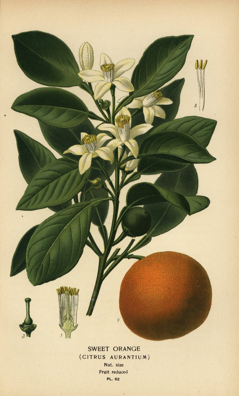 Zoete sinaasappel, Citrus x aurantium door Désiré Georges Jean Marie Bois