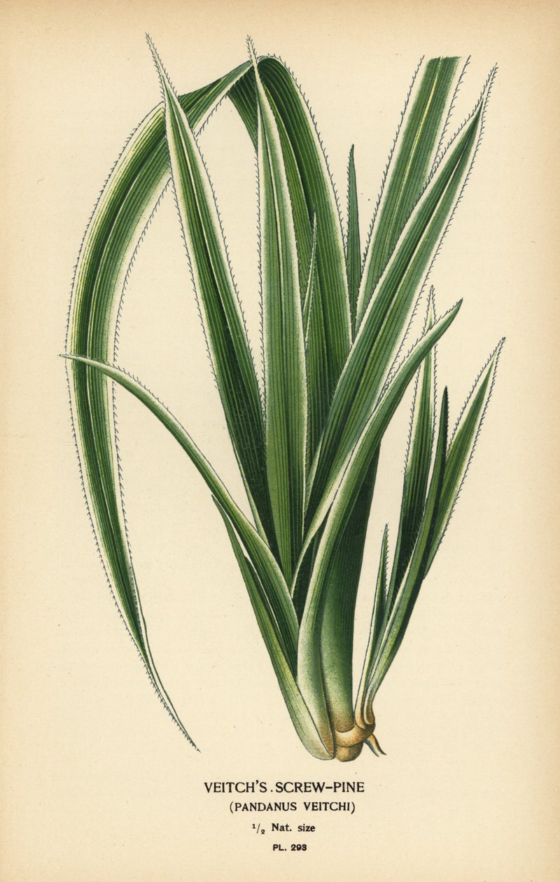 Tahitian schroefpalm, Pandanus tectorius door Désiré Georges Jean Marie Bois