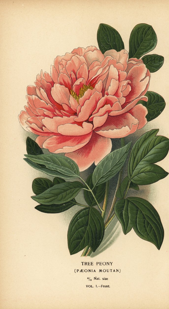 Boompioen, Paeonia moutan door Désiré Georges Jean Marie Bois