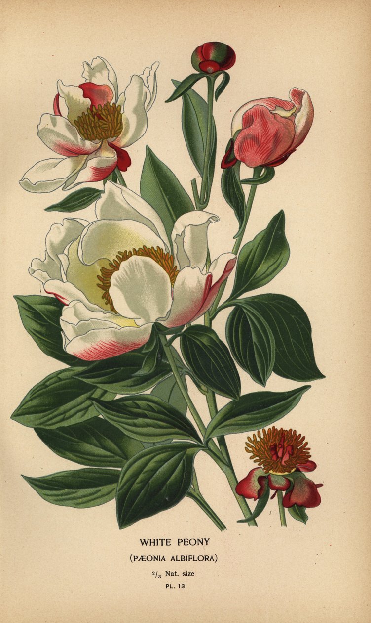Witte pioenroos, Paeonia lactiflora door Désiré Georges Jean Marie Bois