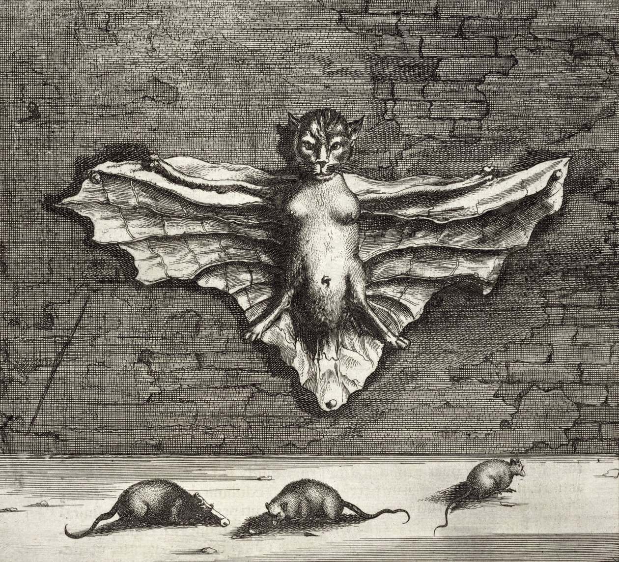 Een vleermuis bekend als een vliegende kat, uit China Illustrated door Athanasius Kircher (1601-80) 1667 door Dutch School