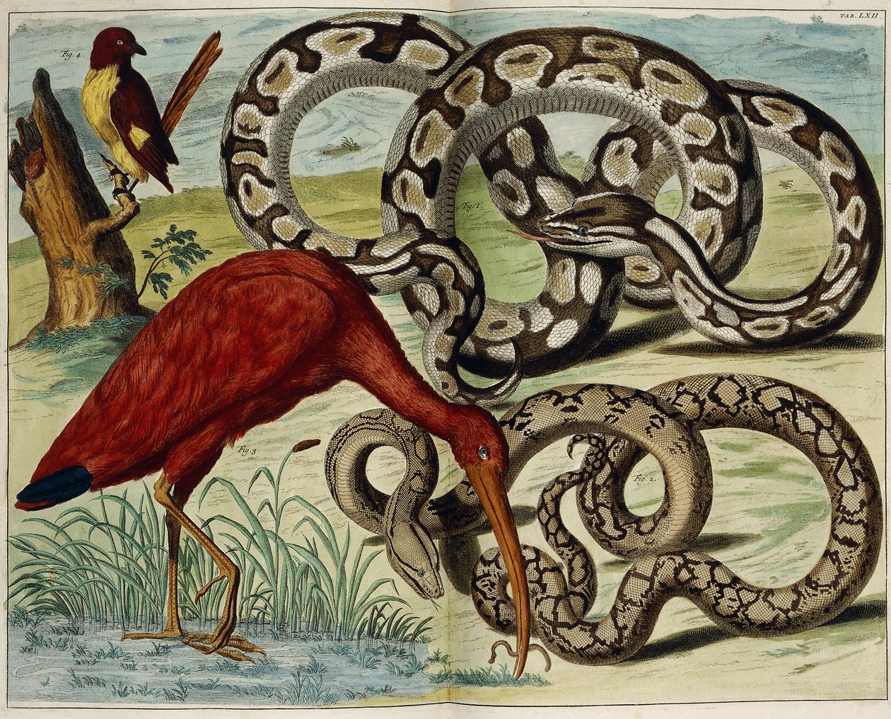 Vogels en slangen, plaat 62, uit "Locupletissimi Rerum Naturalium Thesauri Accurata Descriptio", 1734-1765 door Dutch School