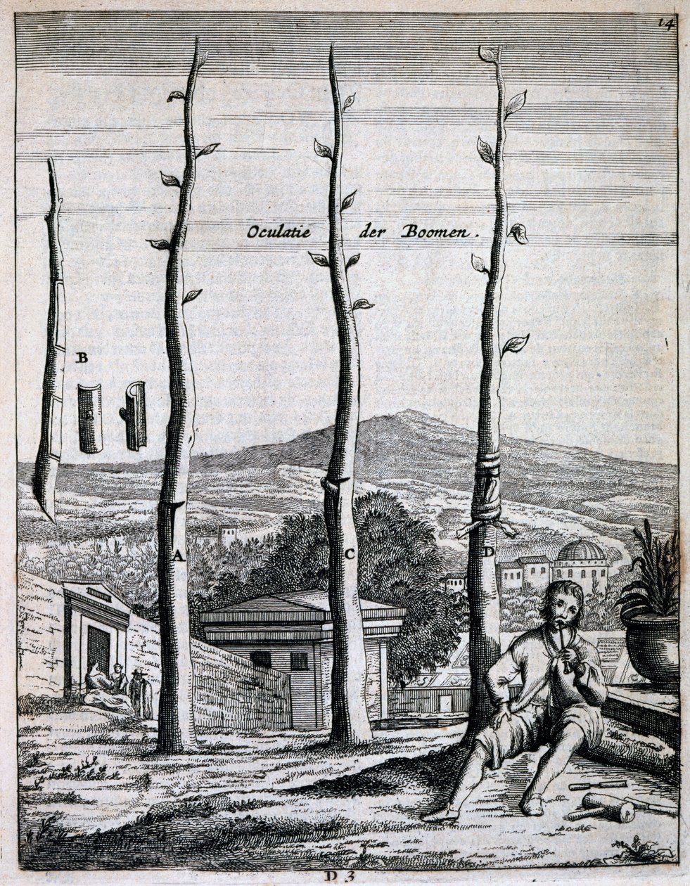 Fruitbomen, uit De Nederlandze Hesperides door Jan Commelin, gepubliceerd 1676 door Dutch School