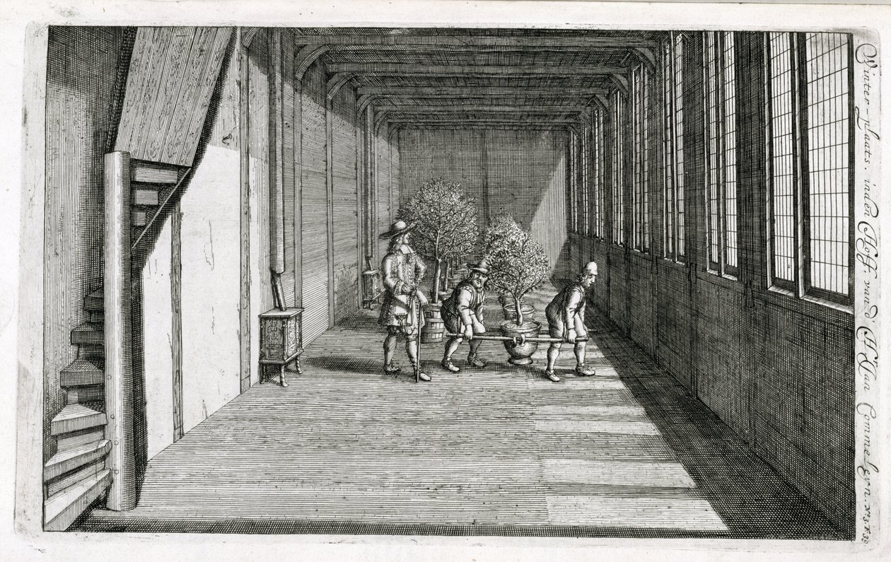 Bomen verplaatsen naar de tuin voor de zomer, uit De Nederlandze Hesperides door Jan Commelin, gepubliceerd in 1676 door Dutch School