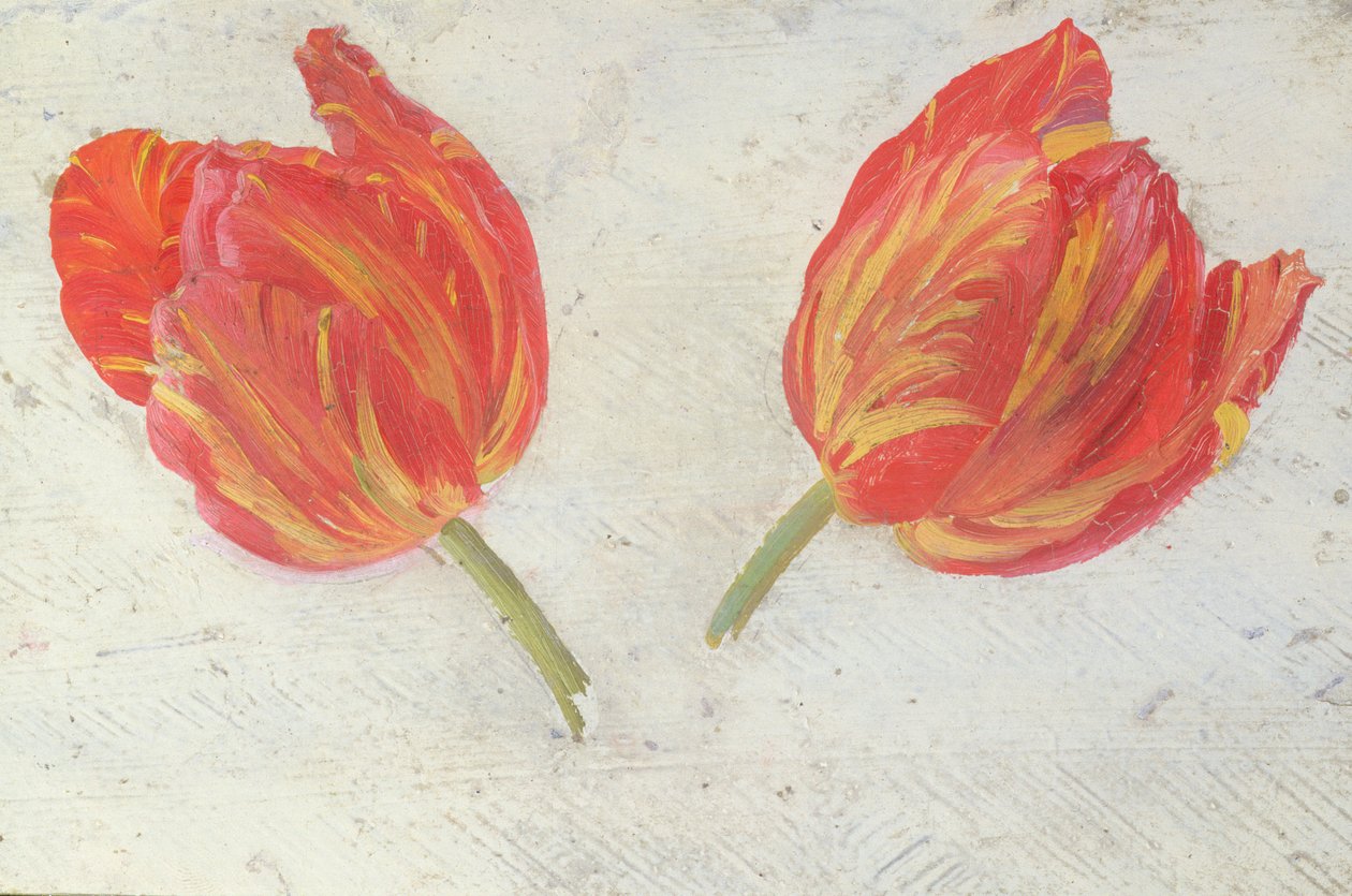 Studies van tulpen, c.1830 door Dutch School