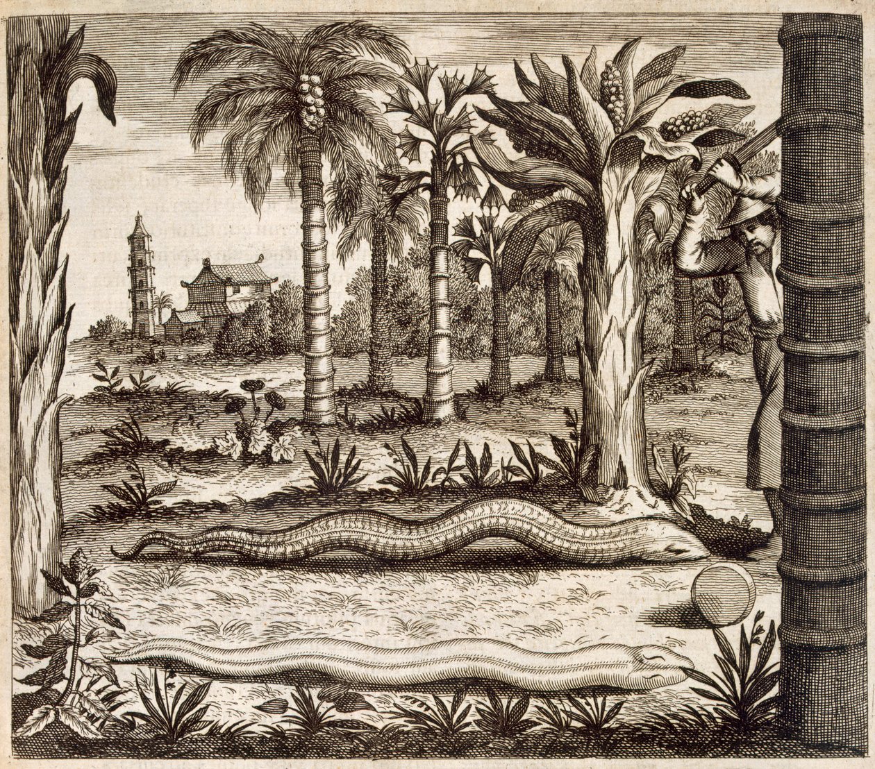 De stenen slang, uit China Illustrated door Athanasius Kircher (1601-80) 1667 door Dutch School