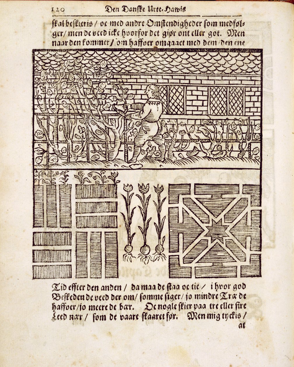 Training en planten in de tuin, uit De Nederlandse Tuinman, door Johann van der Groen, gepubliceerd 1699 door Dutch School