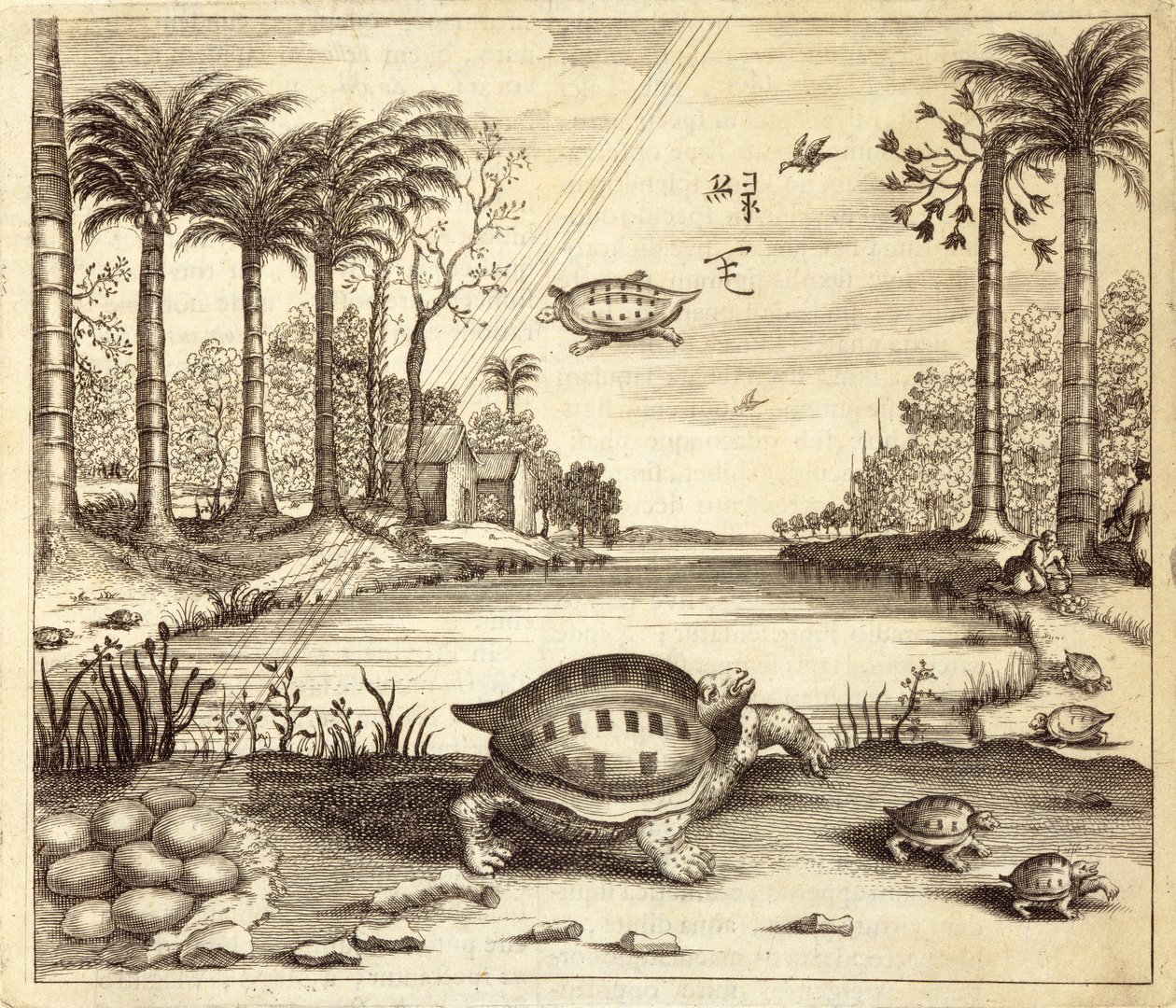 Schildpadeieren die uitkomen, uit China Illustrated door Athanasius Kircher (1601-80) 1667 door Dutch School