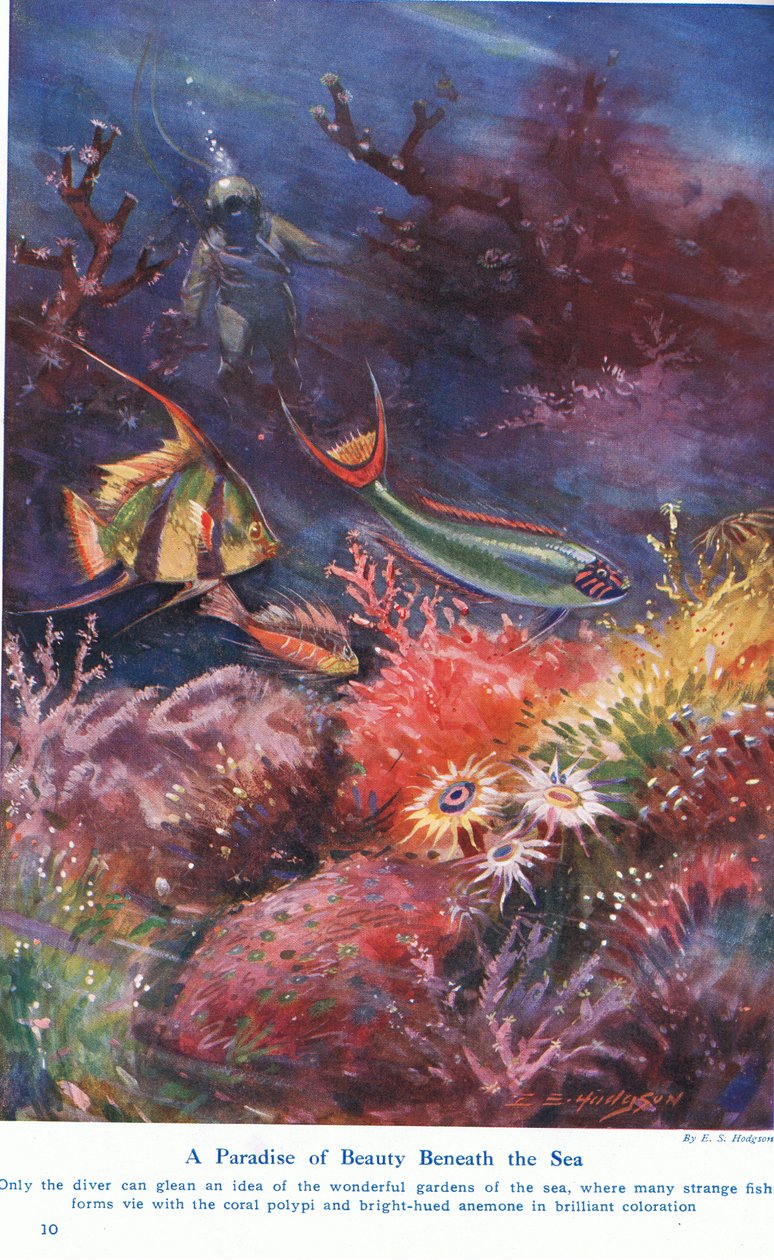 Een Paradijs van Schoonheid Onder de Zee, illustratie uit 