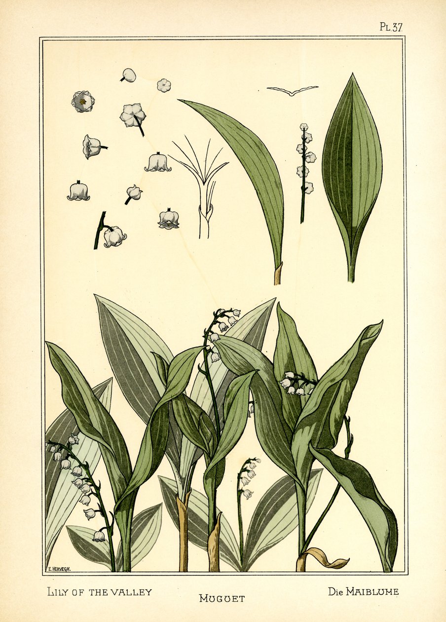 Het Lelietje-van-dalen door E. Hervegh