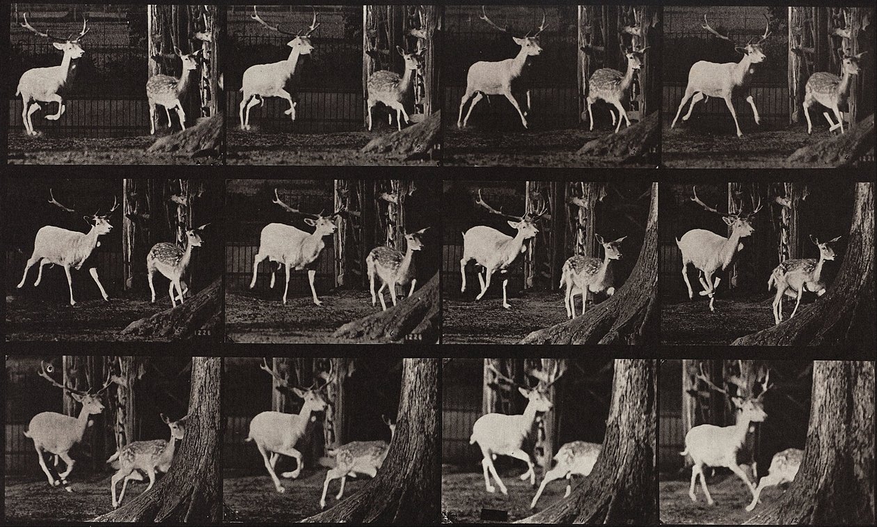 Dierenbeweging, plaat 686 door Eadweard Muybridge