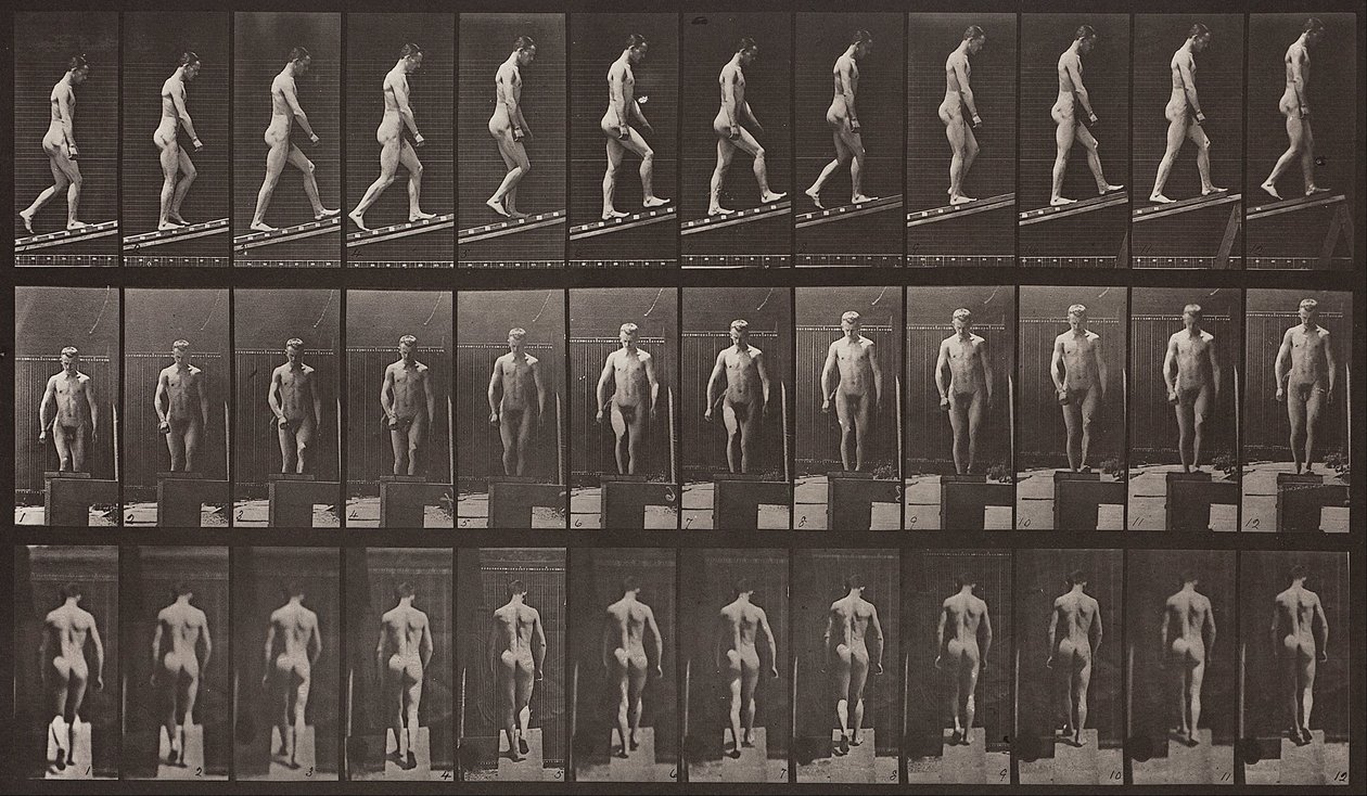 Dierenbeweging, Plaat 74 door Eadweard Muybridge