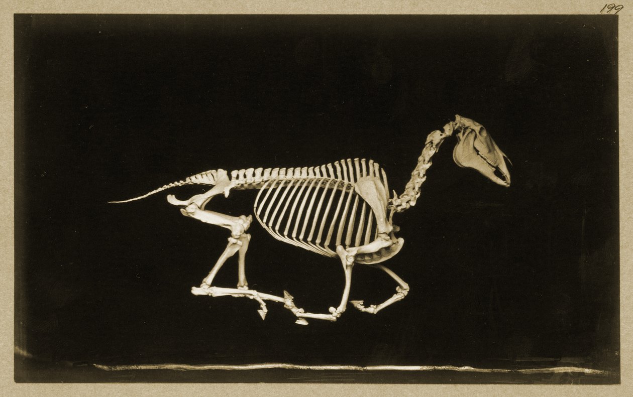 Skelet van een rennend paard door Eadweard Muybridge