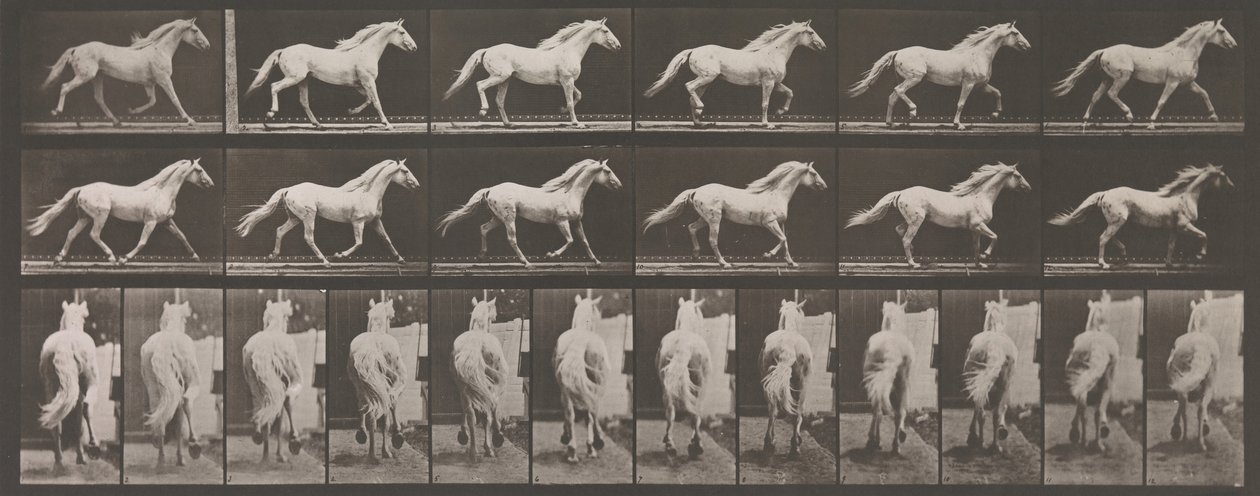 Dierlocomotie. Een elektro-fotografisch onderzoek van opeenvolgende fasen van dierbeweging door Eadweard Muybridge