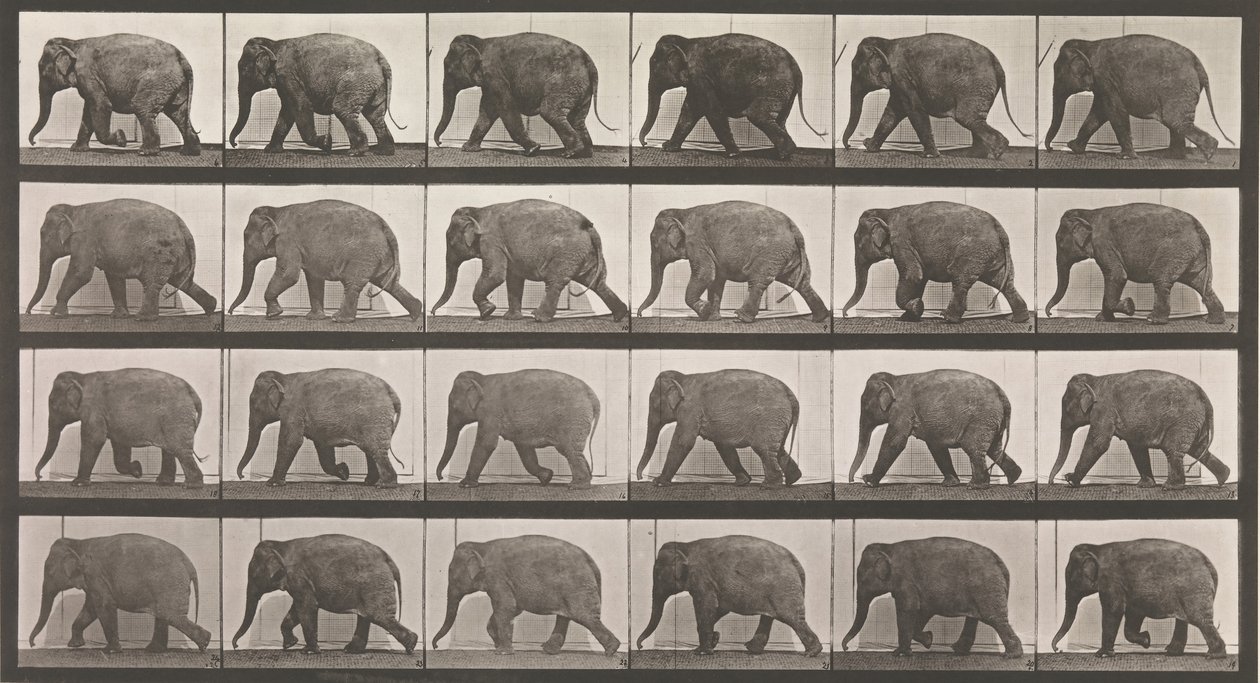 Dierlijke voortbeweging. Een elektro-fotografisch onderzoek van opeenvolgende fasen van dieren ..., 1880s door Eadweard Muybridge