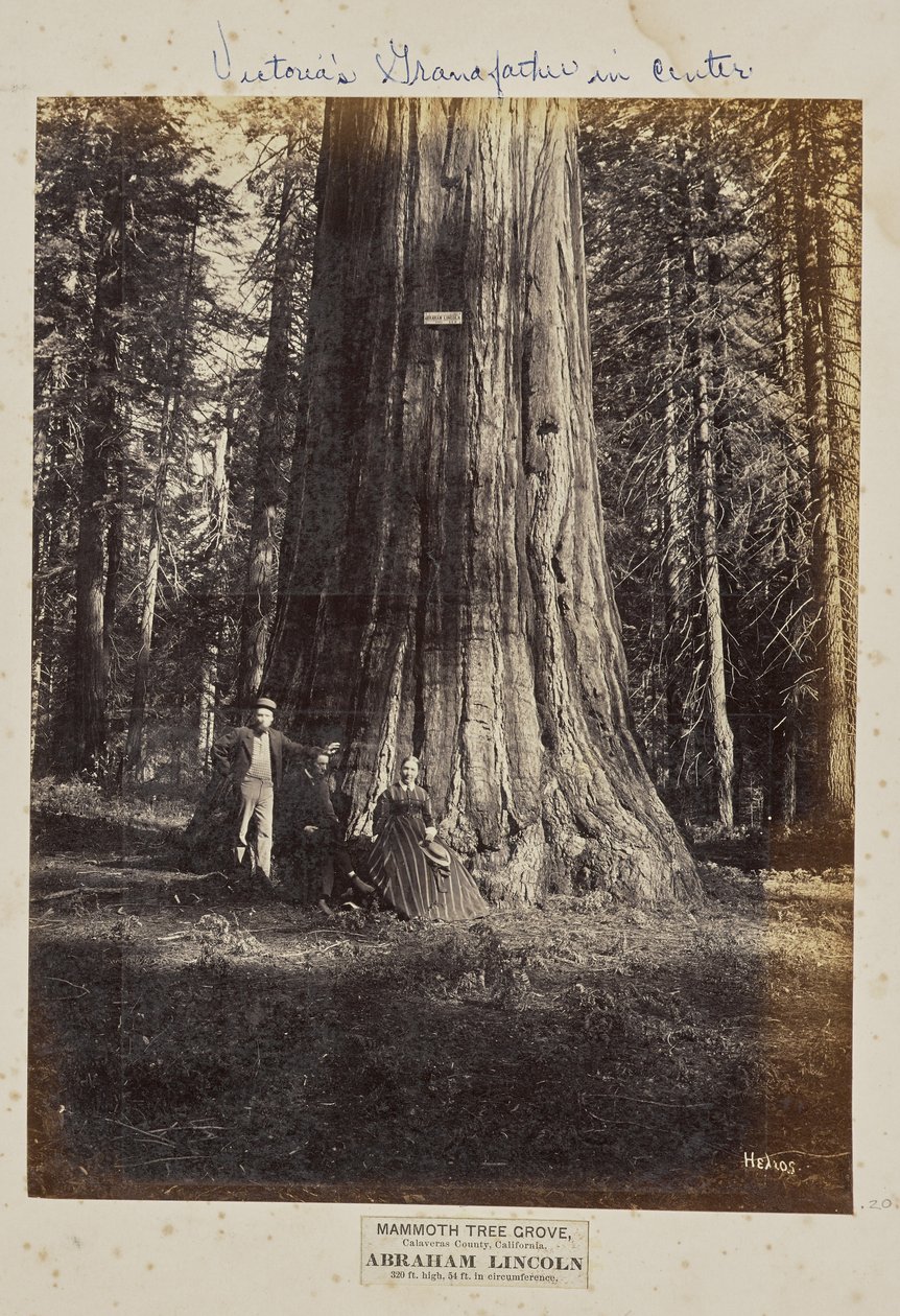 Mammoth Tree Grove, Calaveras County, Californië. Abraham Lincoln. 320 voet hoog, 54 voet in omtrek door Eadweard J. Muybridge
