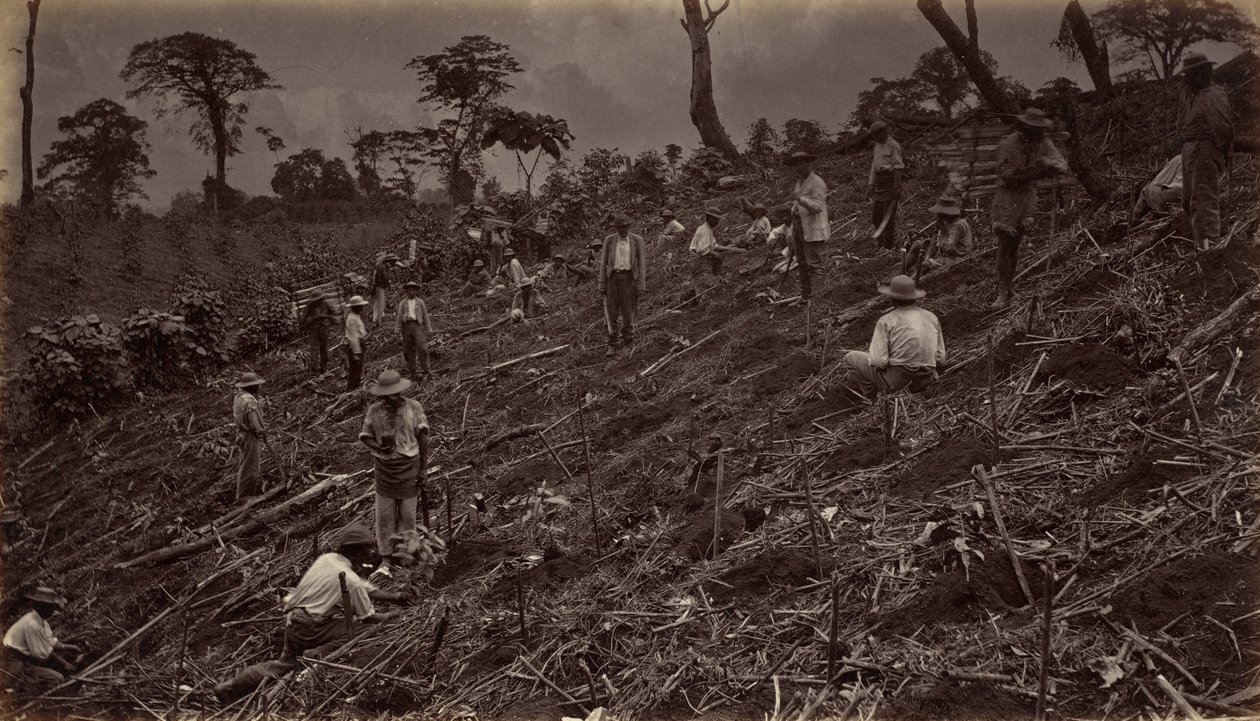 Het Opzetten van een Koffieplantage in Antigua de Guatemala, 1875, gepubliceerd 1877 door Eadweard Muybridge