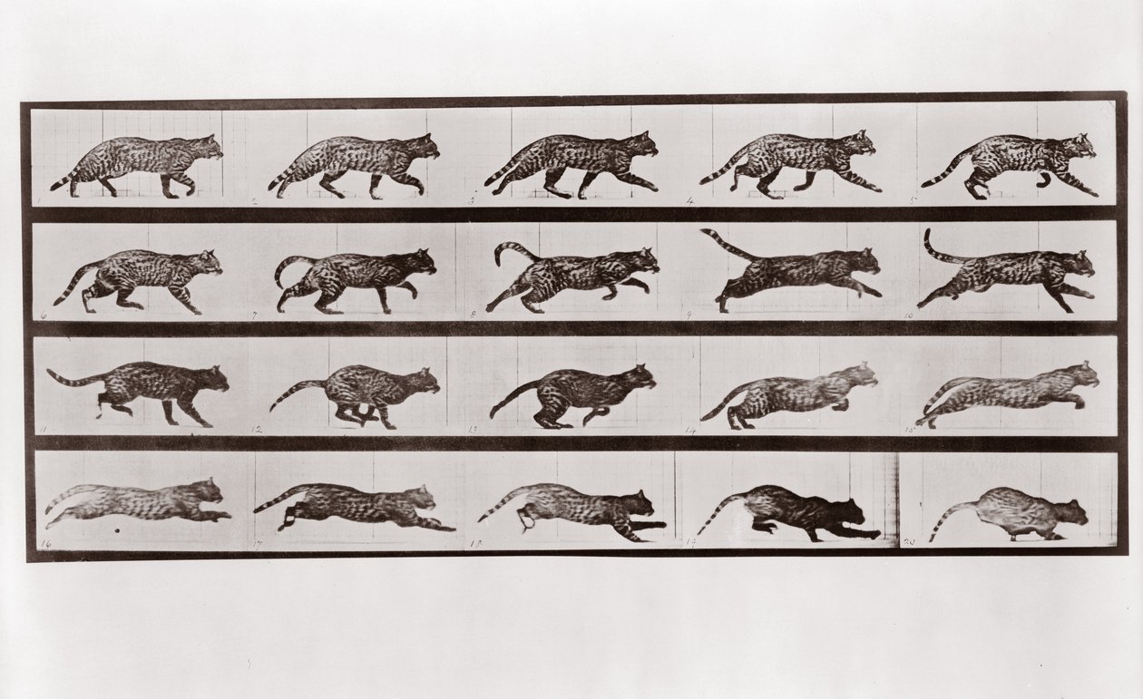 Kat die draaft en galoppeert, Plaat 717 uit Animal Locomotion, 1887 door Eadweard Muybridge