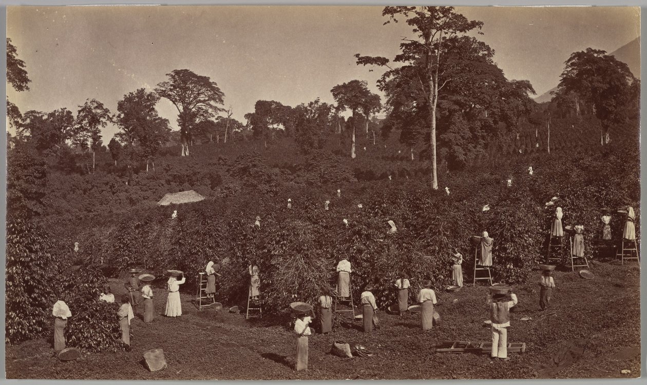 Koffieoogst, Las Nubes – Guatemala door Eadweard Muybridge