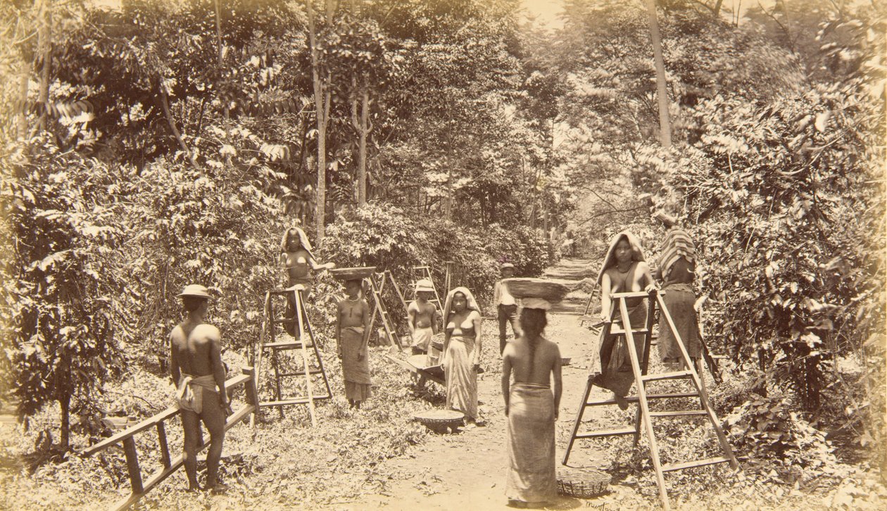 Koffieoogst in San Isidro - hoogte 1000 voet, Guatemala door Eadweard Muybridge
