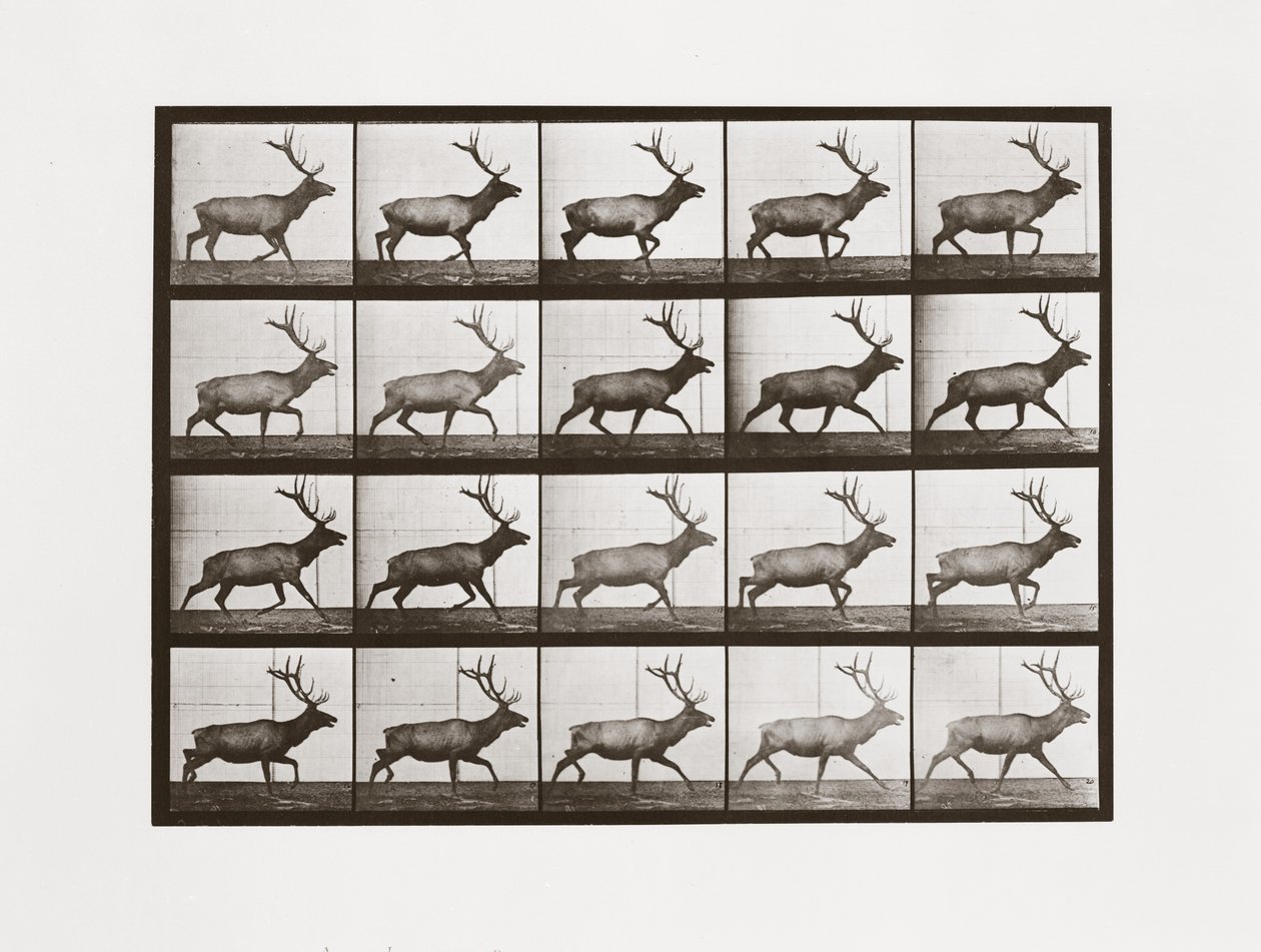 Eland, Plaat 692 uit Animal Locomotion, 1887 door Eadweard Muybridge