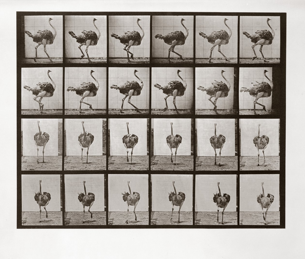 Struisvogel die rent, Plaat 772 uit Animal Locomotion, 1887 door Eadweard Muybridge