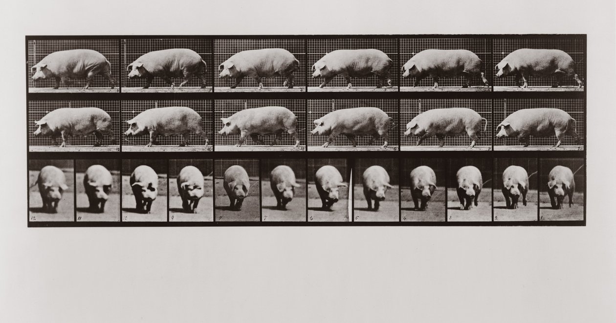 Varken dat loopt, Plaat 673 uit Animal Locomotion, 1887 door Eadweard Muybridge