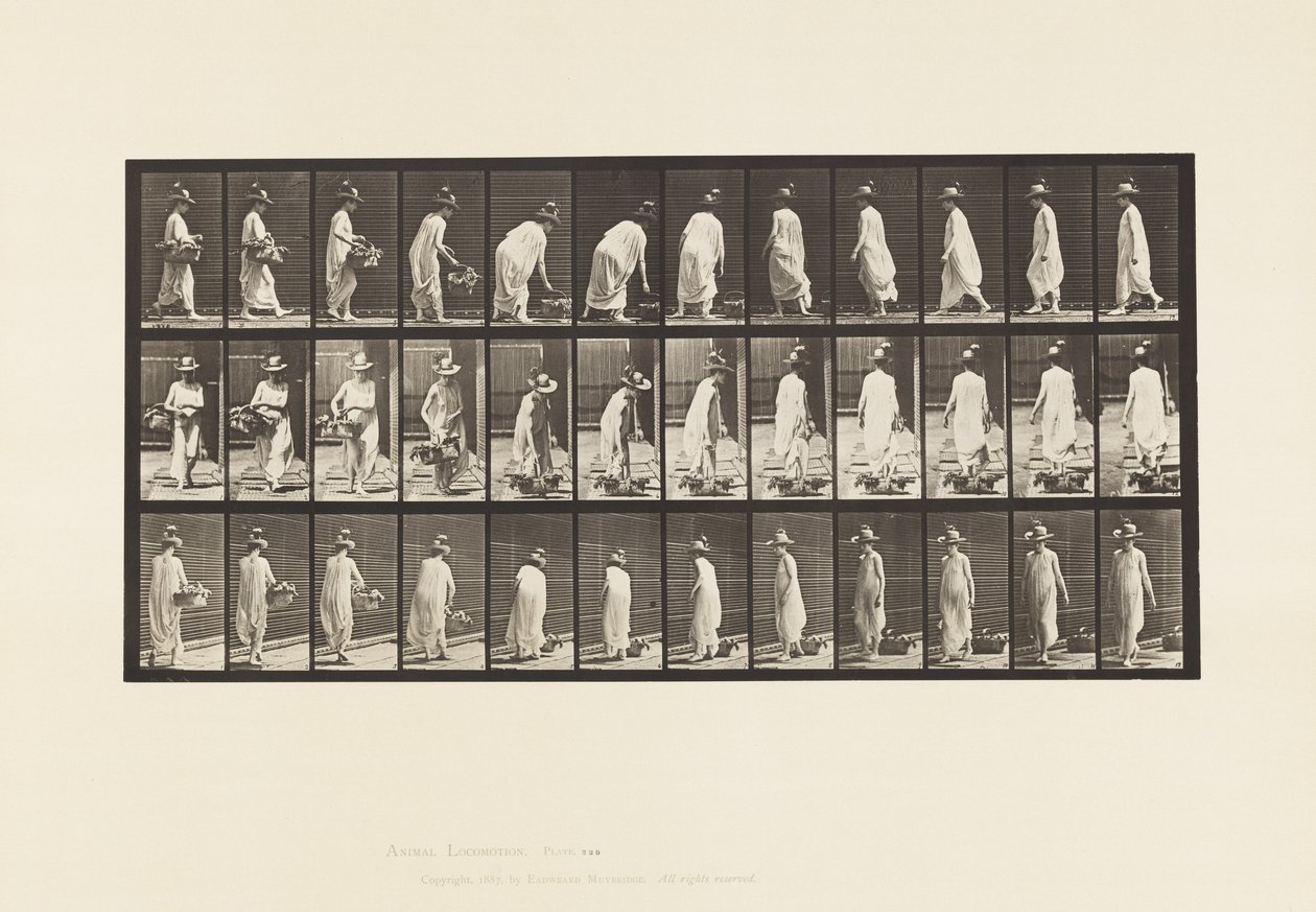 Plaat 229. Mand op de grond plaatsen en omdraaien door Eadweard Muybridge