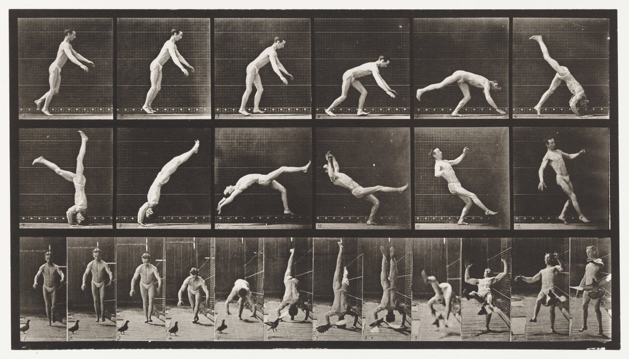 Plaat 365. Hoofdsprong, Een Vliegende Duif Stoort door Eadweard Muybridge