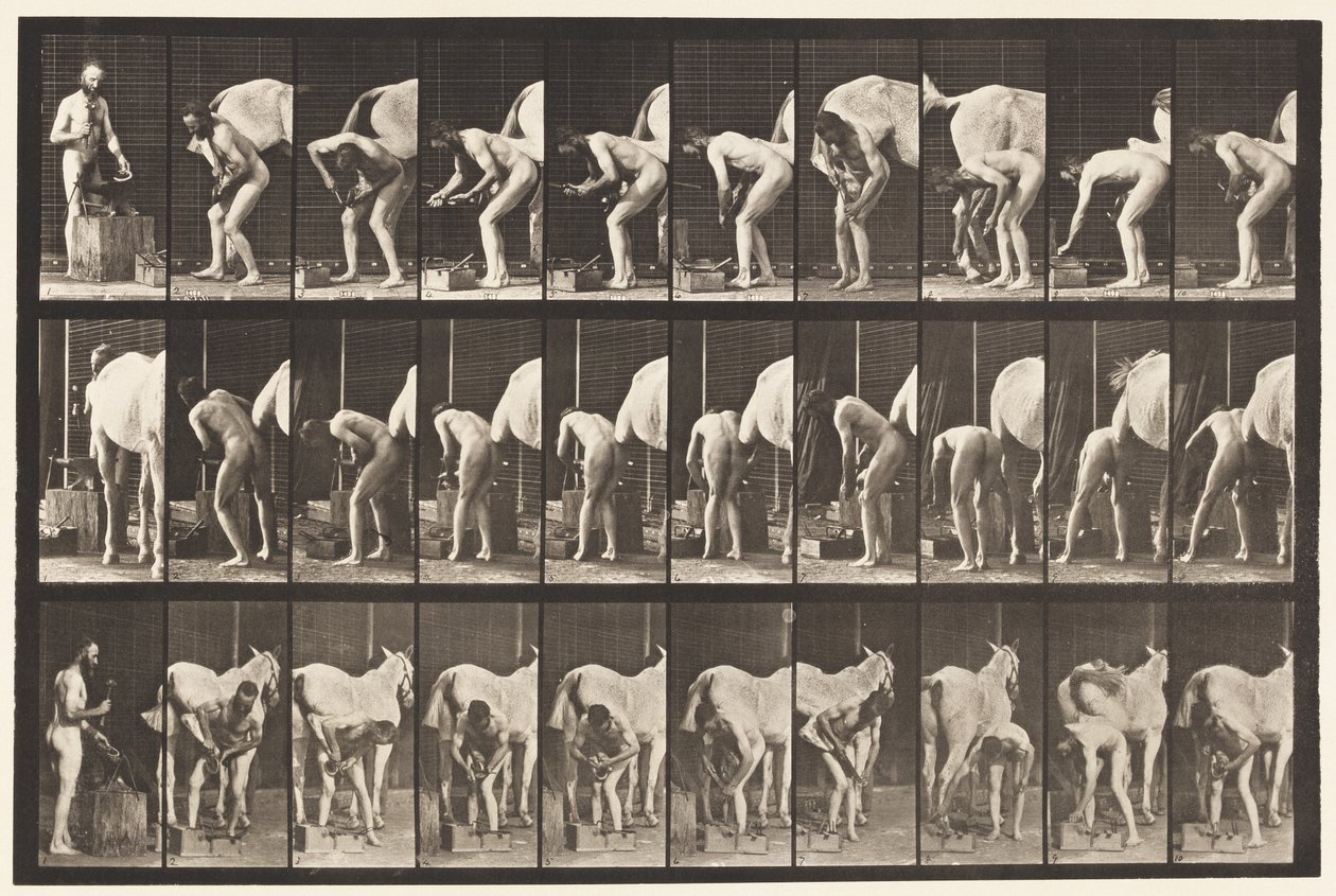 Plaat 508. Een paard beslaan door Eadweard Muybridge
