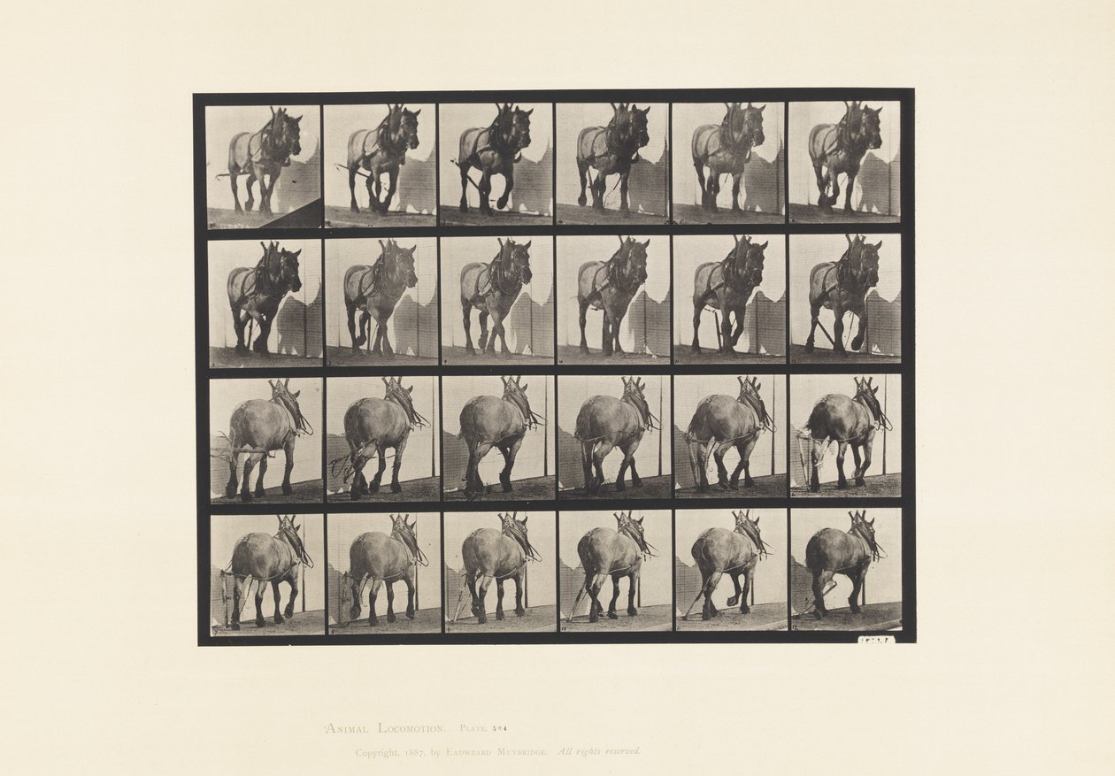 Plaat 564. Slepen; Gebroken Houtketting; Donkergrijs Belgisch Paard Dusel door Eadweard Muybridge