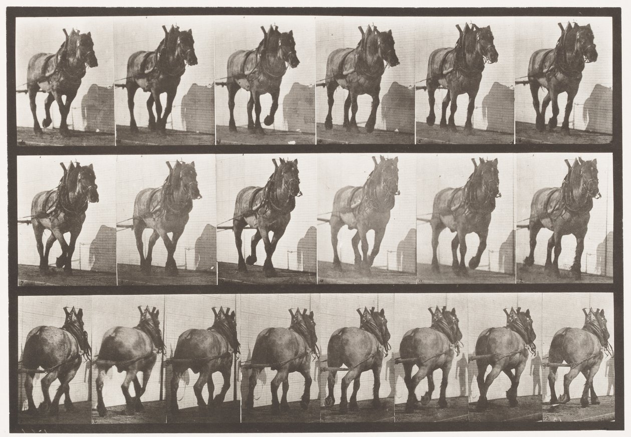 Plaat 566. Trekken; donkergrijs Belgisch paard Dusel, 1885 door Eadweard Muybridge