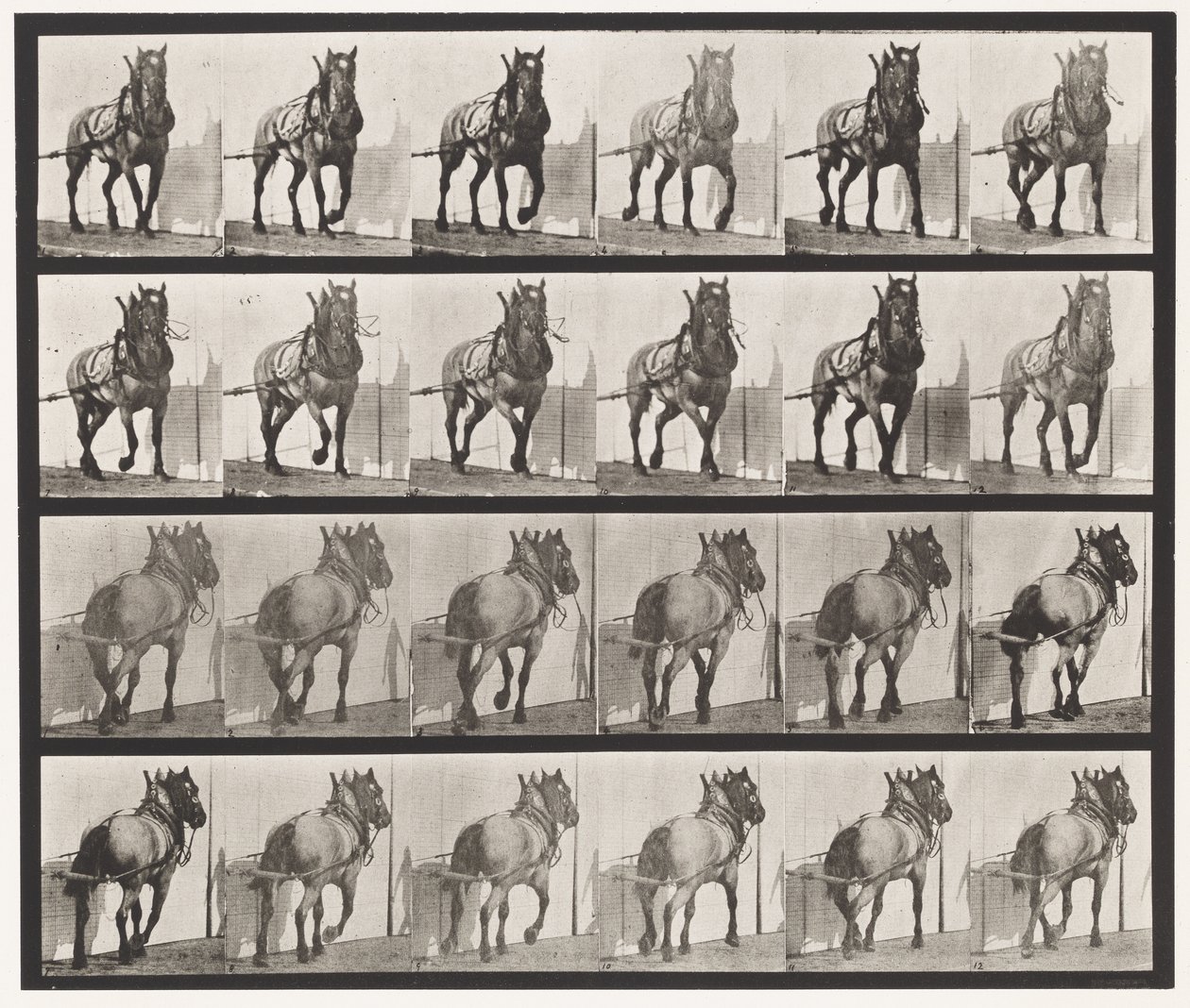 Plaat 568. Trekken; Donkergrijs Belgisch Paard Billy door Eadweard Muybridge
