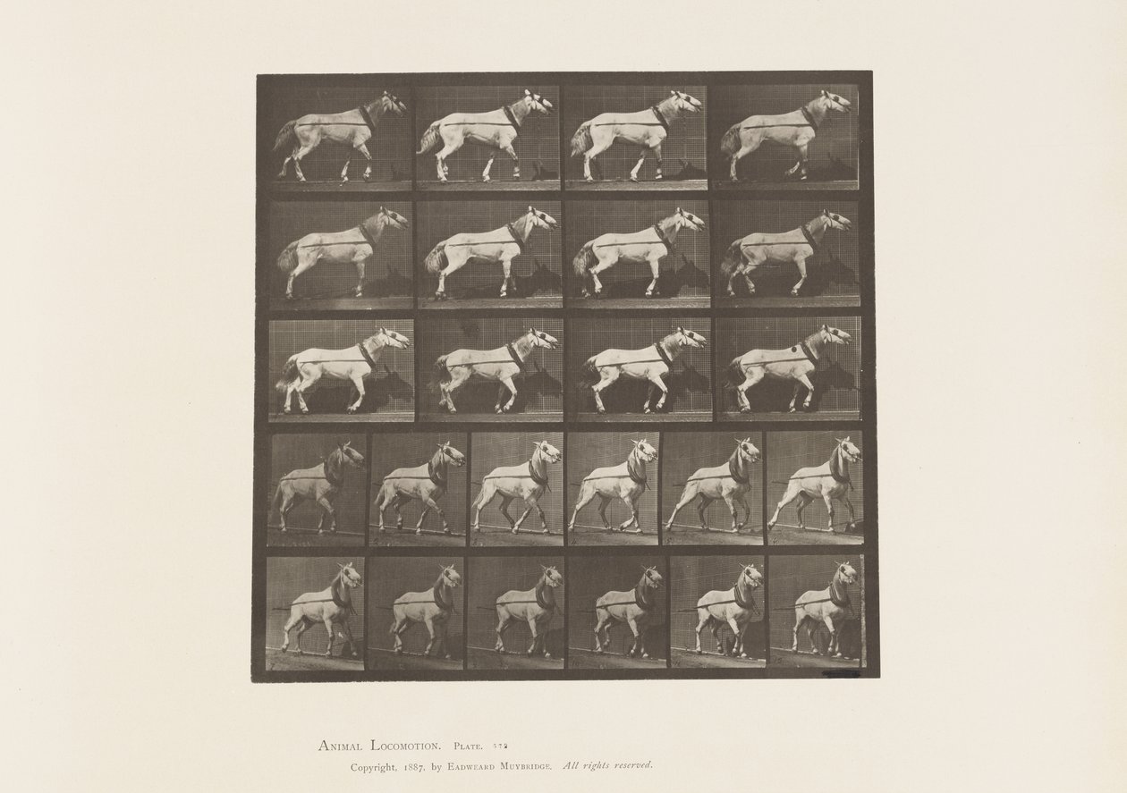 Trekken; Hoofd Wordt Getrokken; Lichtgrijze Merrie, 1885 door Eadweard Muybridge