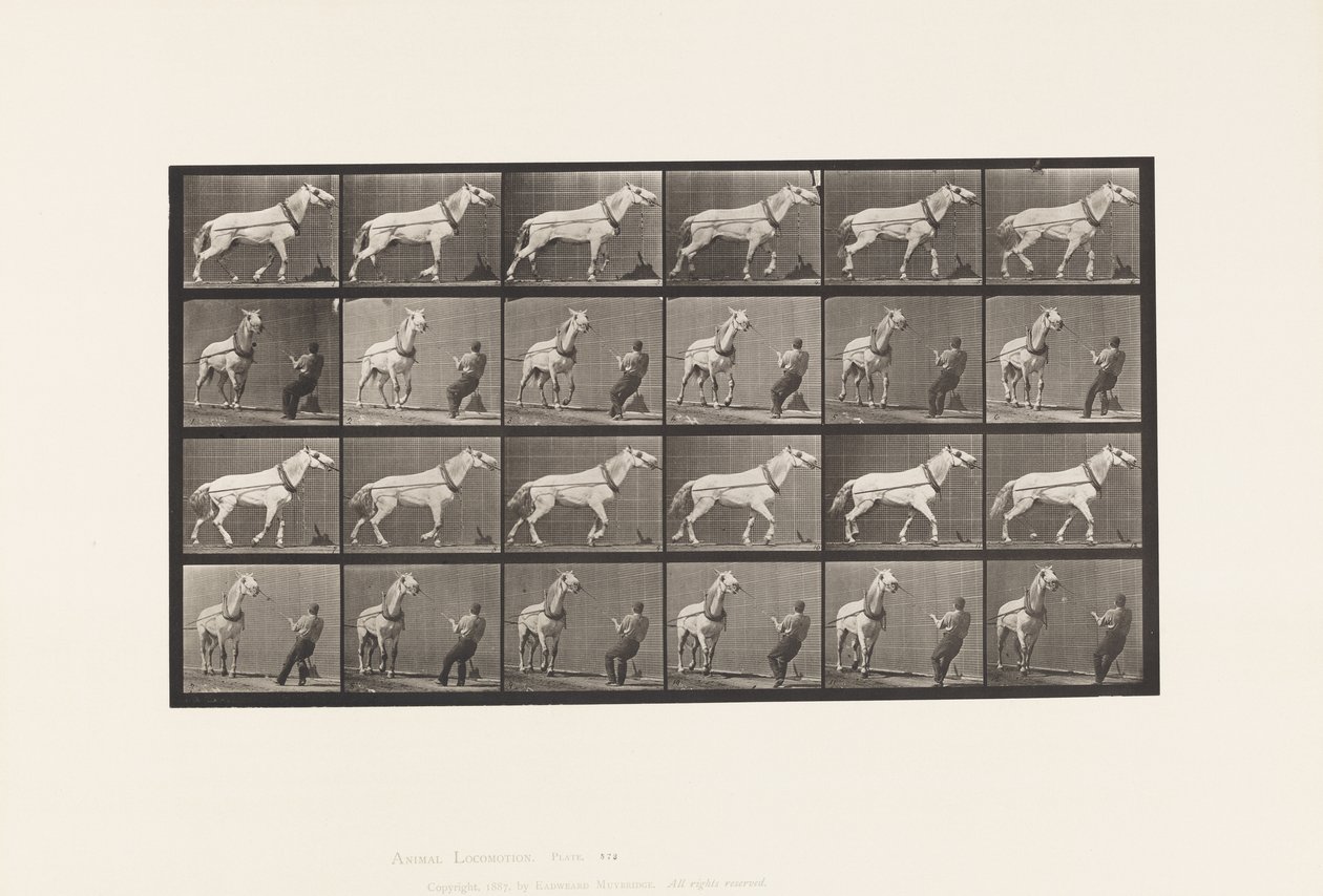 Slepen; Man Trekt aan Hoofd; Lichtgrijze Merrie door Eadweard Muybridge