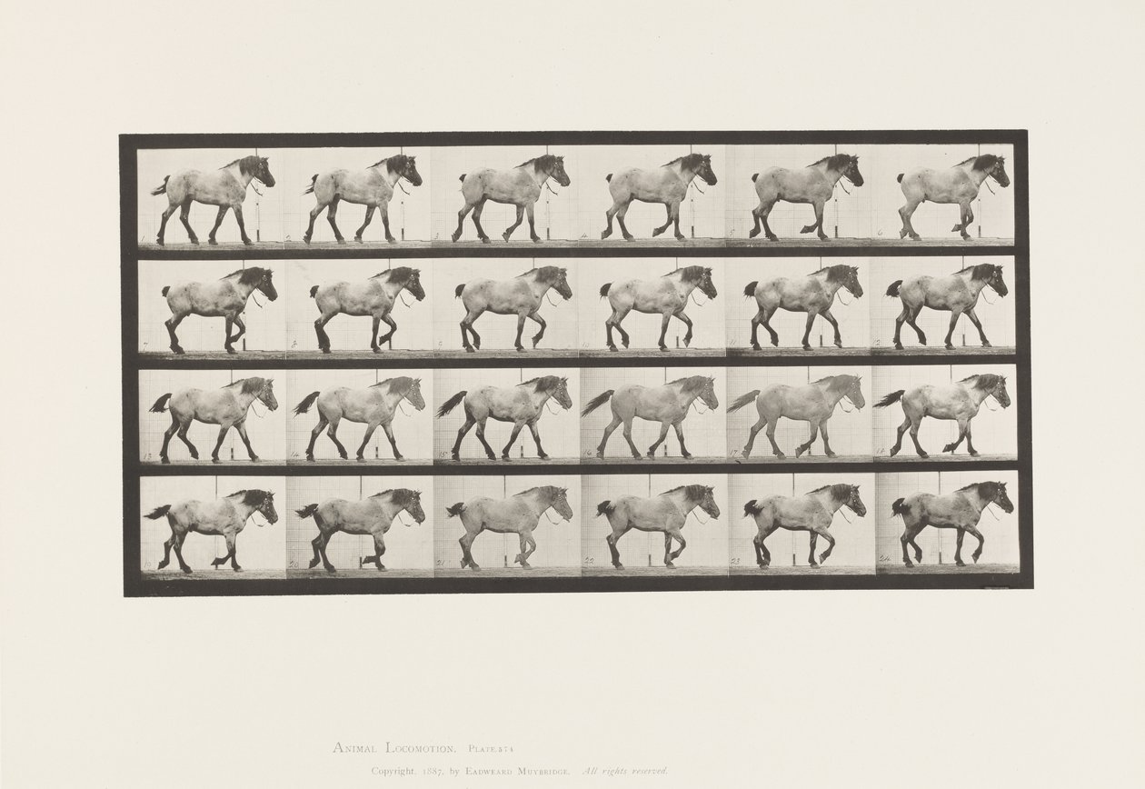 Plaat 574. Wandelen; Vrij; Donkergrijs Belgisch Paard Hansel door Eadweard Muybridge