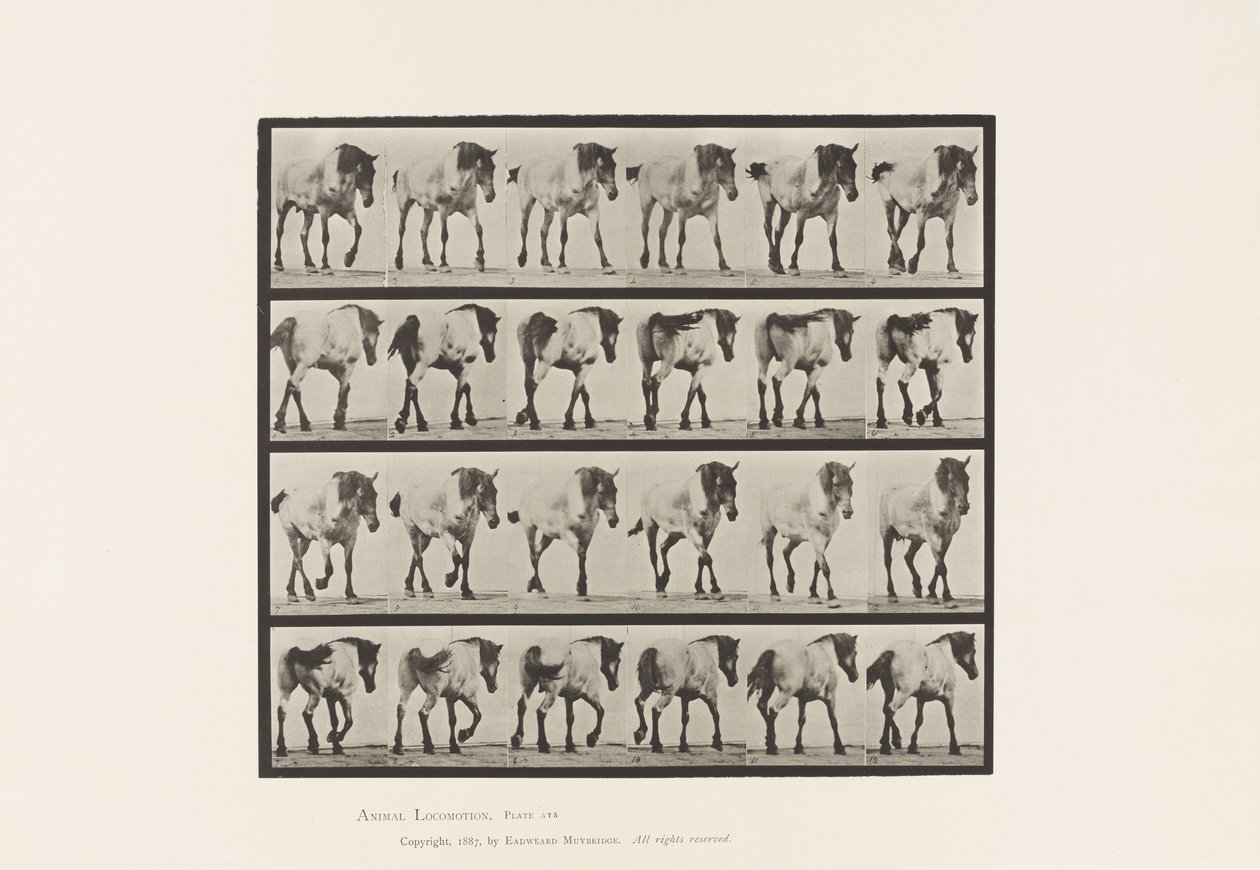 Lopen; Vrij; Donkergrijs Belgisch Paard Hansel, 1885 door Eadweard Muybridge