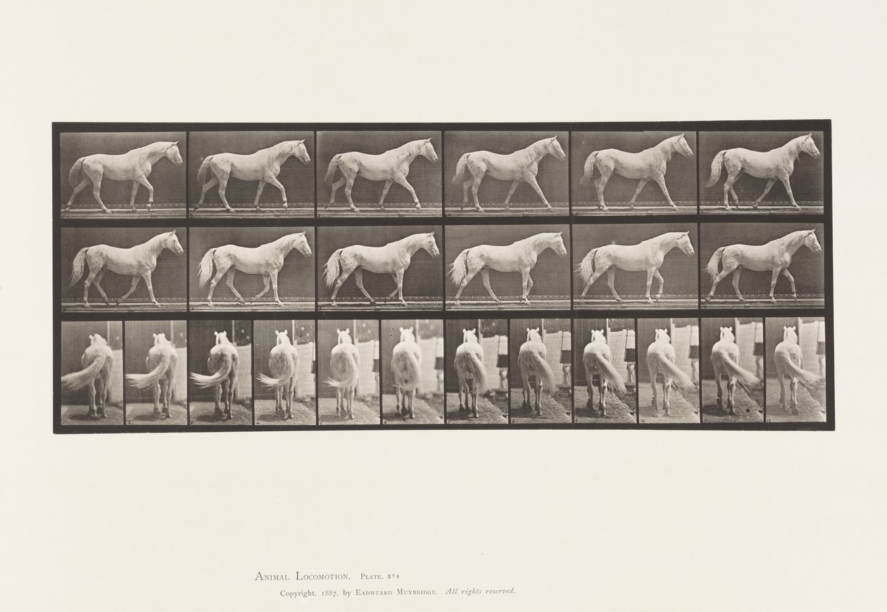 Plaat 576. Lopen; Vrij; Lichtgrijs Paard Eagle door Eadweard Muybridge