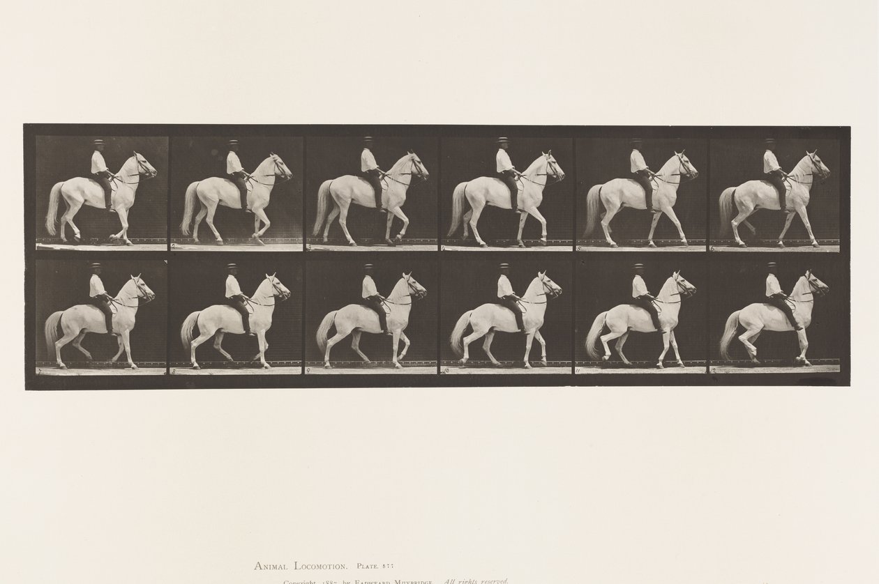 Lopen; Zadel; Onregelmatig; Wit Paard Clinton, 1885 door Eadweard Muybridge
