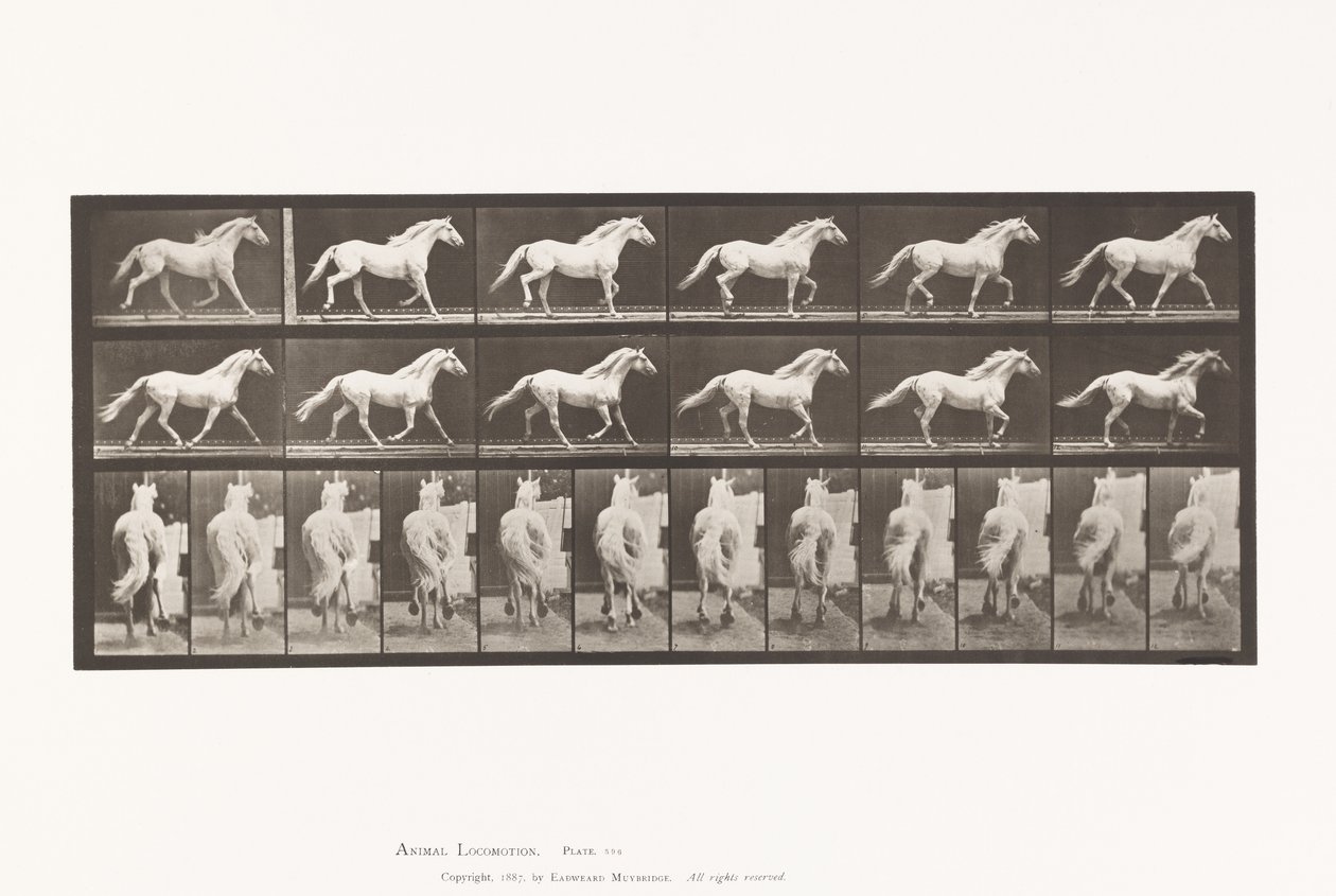 Plaat 596. Draven; Vrij; Lichtgrijs Paard Eagle door Eadweard Muybridge