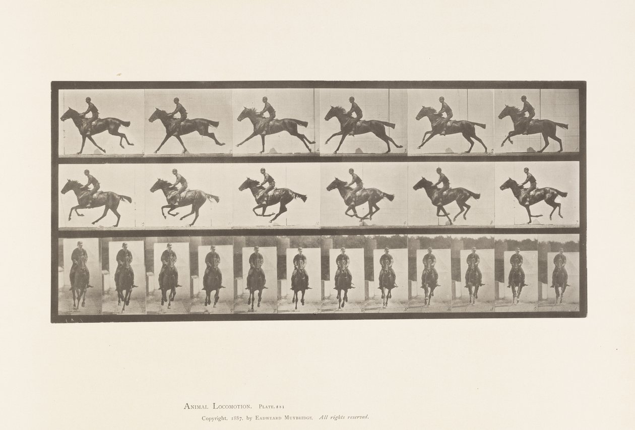 Plaat 631. Galop; Zadel; Volbloed Bruin Paard Bouquet door Eadweard Muybridge