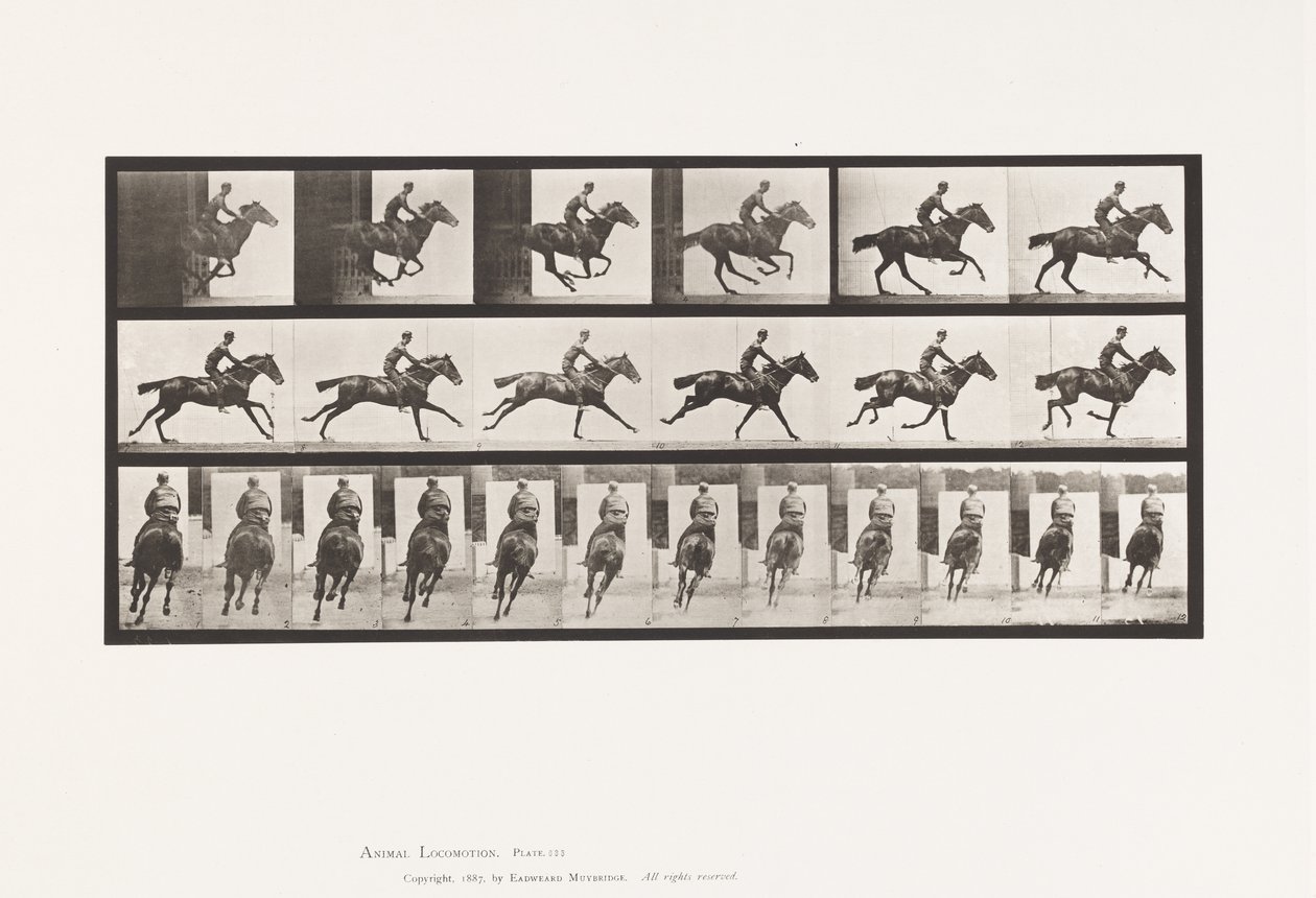 Plaat 633. Gallop; Zadel; Volbloed Bruin Paard Bouquet door Eadweard Muybridge
