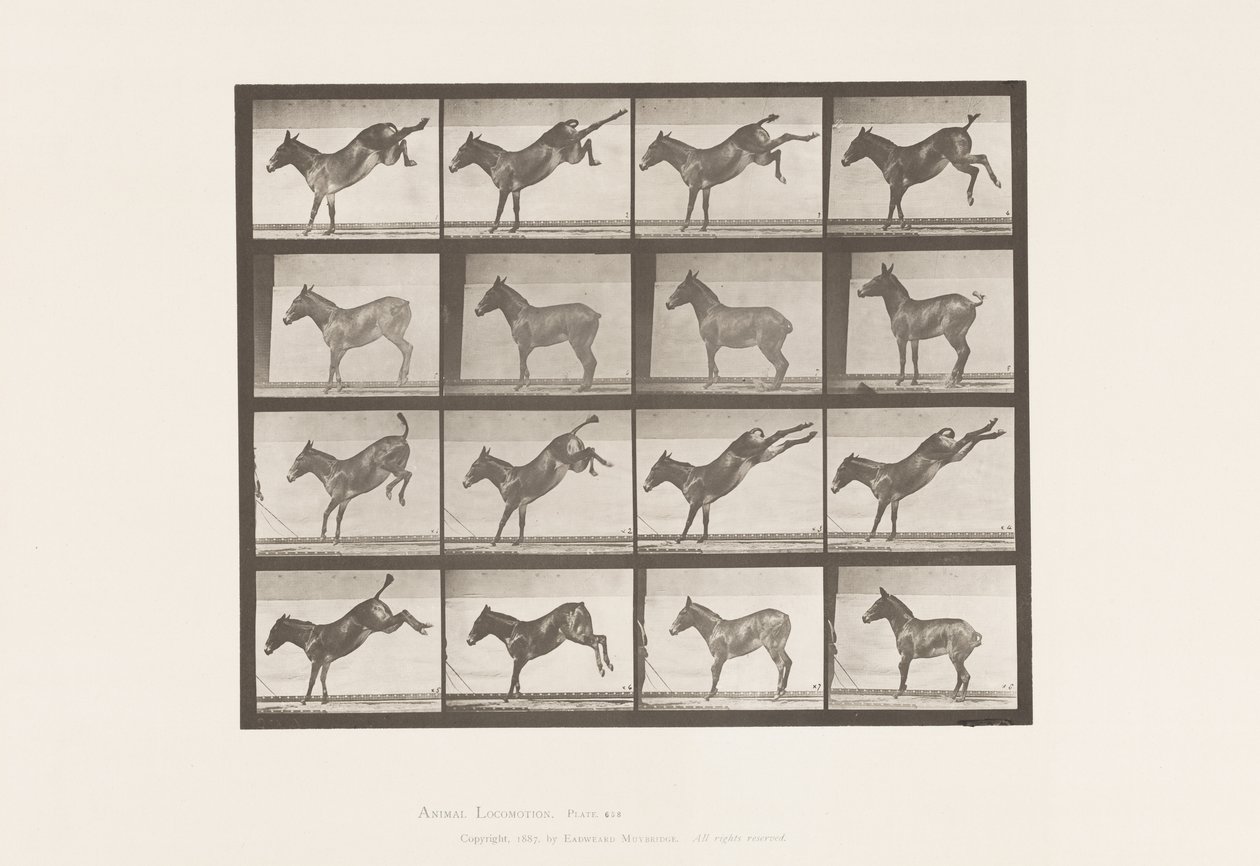 Plaat 658. Muildier; A, schoppend; B, schoppend Ruth door Eadweard Muybridge