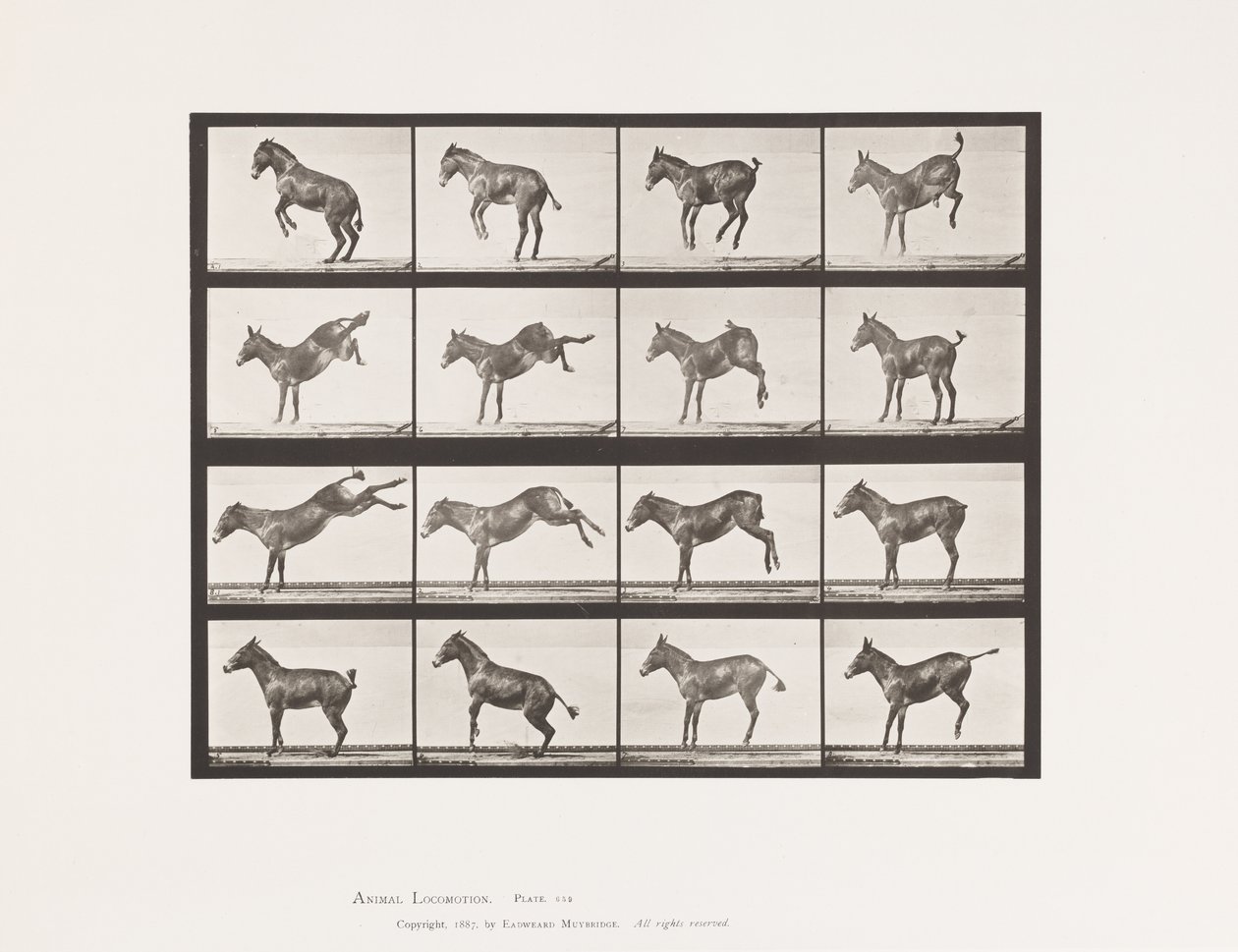 Plaat 659. Muildier; A, B, Bokkend en Schoppend; Ruth door Eadweard Muybridge