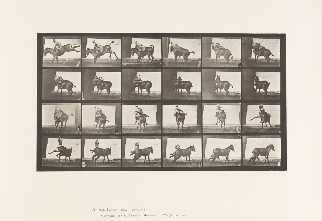 Plaat 661. Muildier; A, B, Een Weerbarstig Dier Ruth door Eadweard Muybridge