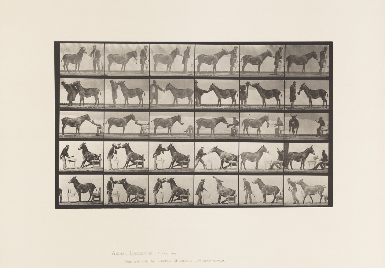 Plaat 664. Muilezel; Verschillende uitvoeringen; aan een tafel, enz. door Eadweard Muybridge